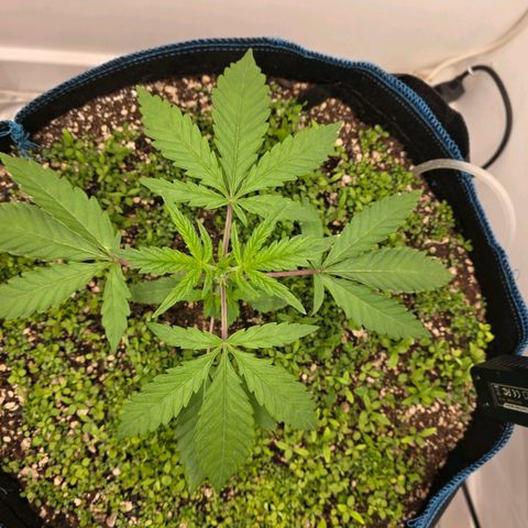 Planet of the Grapes RBX growlog photo: Time to top ✂️gonna keep nodes 3 and 4 and remove everything else as soon as my watering can spout is finished printing. 