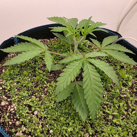 Planet of the Grapes RBX growlog photo: Time to top ✂️gonna keep nodes 3 and 4 and remove everything else as soon as my watering can spout is finished printing. 