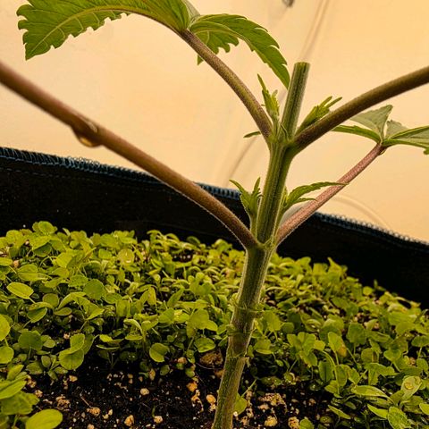 Planet of the Grapes RBX growlog timeline photo