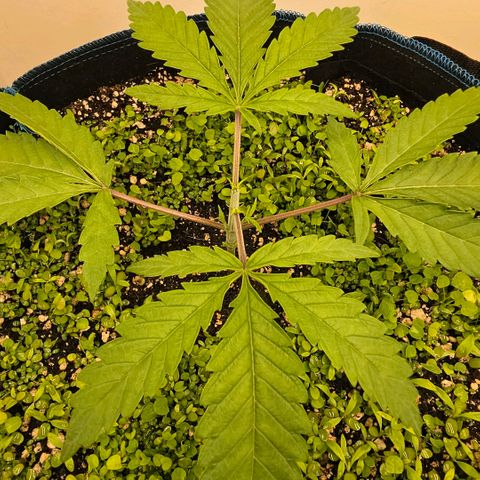 Planet of the Grapes RBX growlog photo: Sprout looks good and fit on perfectly however the holes must be too small to break the surface tension so I'll make the holes bigger.

Topped my baby, poor thing. Removed nodes 1 and 2 and chopped above 4 to keep 3 and 4