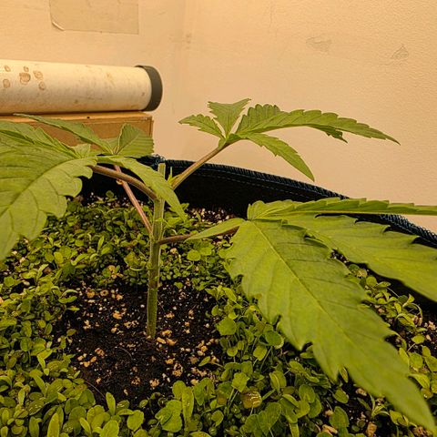Planet of the Grapes RBX growlog photo: Sprout looks good and fit on perfectly however the holes must be too small to break the surface tension so I'll make the holes bigger.

Topped my baby, poor thing. Removed nodes 1 and 2 and chopped above 4 to keep 3 and 4
