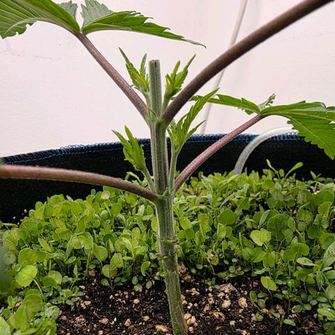 Planet of the Grapes RBX growlog photo: She's recovering well after the first topping yesterday, did droop in the slightest 💪