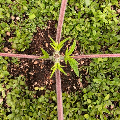 Planet of the Grapes RBX growlog photo: She's recovering well after the first topping yesterday, did droop in the slightest 💪