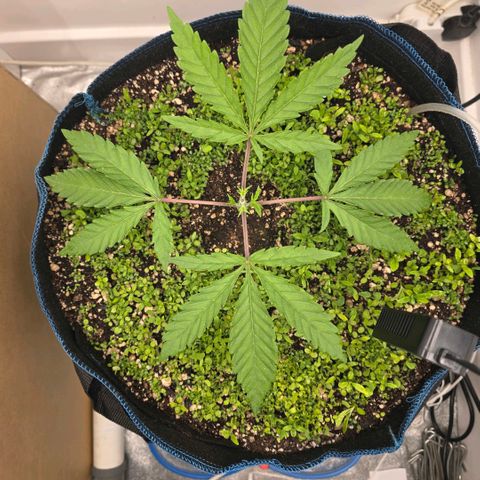 Planet of the Grapes RBX growlog photo: She's recovering well after the first topping yesterday, did droop in the slightest 💪