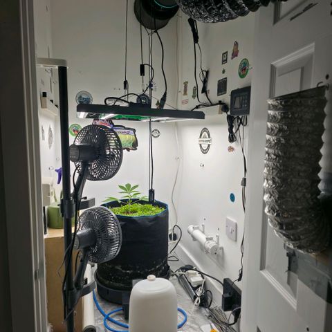Planet of the Grapes RBX growlog photo: She's recovering well after the first topping yesterday, did droop in the slightest 💪