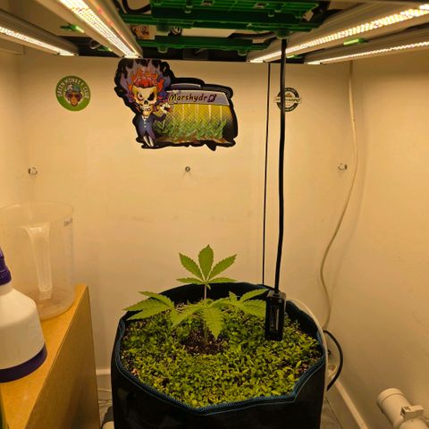 Planet of the Grapes RBX growlog photo: She's recovering well after the first topping yesterday, did droop in the slightest 💪