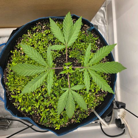 Planet of the Grapes RBX growlog timeline photo