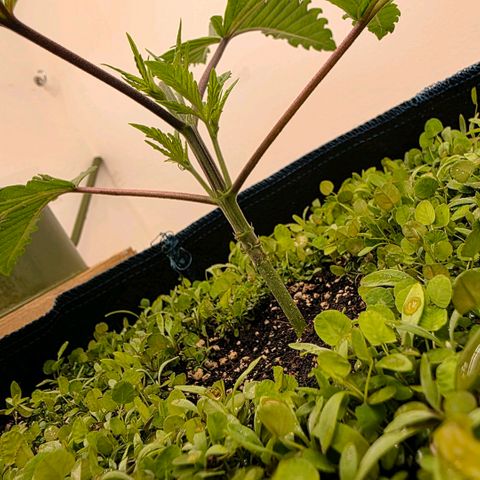 Planet of the Grapes RBX growlog timeline photo