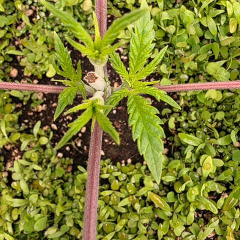 Planet of the Grapes RBX growlog timeline photo