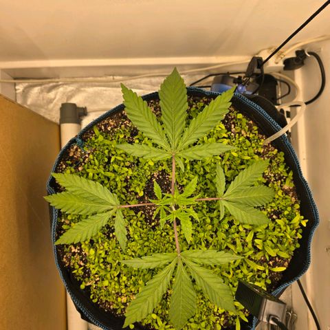 Planet of the Grapes RBX growlog timeline photo