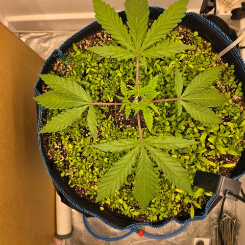 Planet of the Grapes RBX growlog timeline photo
