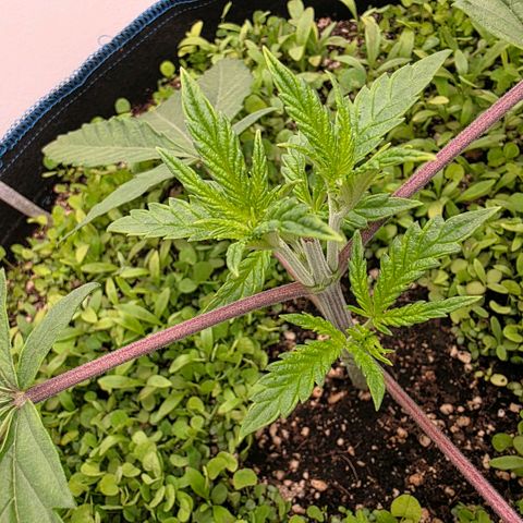 Planet of the Grapes RBX growlog timeline photo