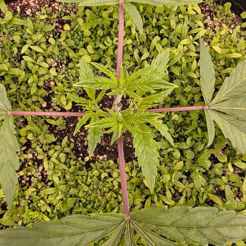 Planet of the Grapes RBX growlog timeline photo
