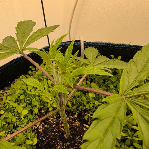 Planet of the Grapes RBX growlog timeline photo