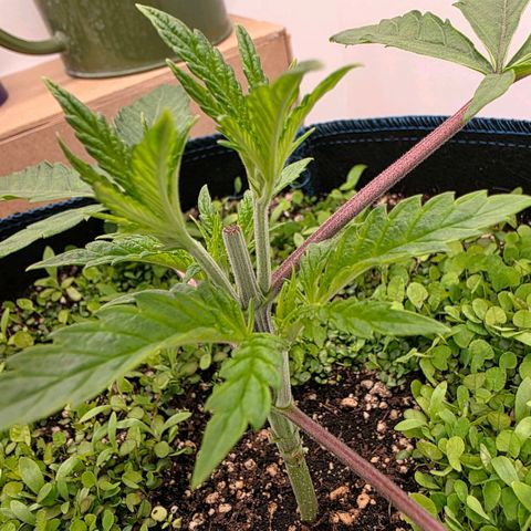 Planet of the Grapes RBX growlog timeline photo