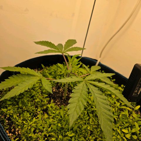 Planet of the Grapes RBX growlog timeline photo