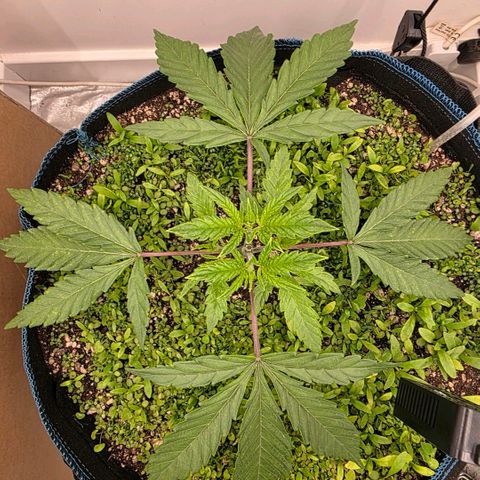 Planet of the Grapes RBX growlog timeline photo