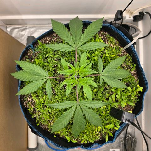 Planet of the Grapes RBX growlog timeline photo