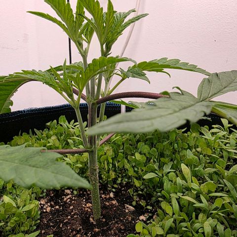 Planet of the Grapes RBX growlog timeline photo