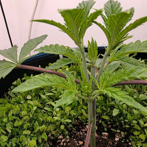 Planet of the Grapes RBX growlog timeline photo