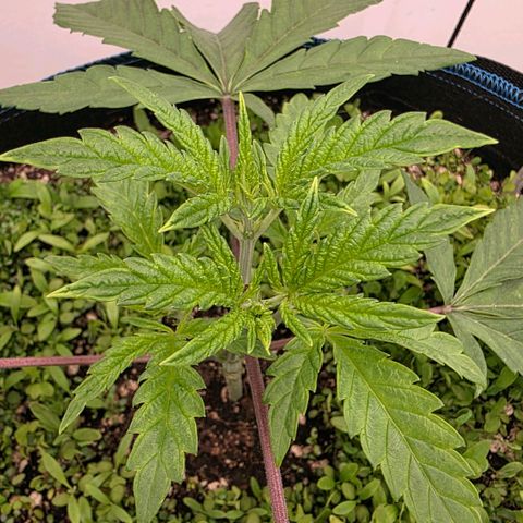 Planet of the Grapes RBX growlog timeline photo