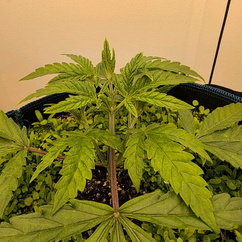 Planet of the Grapes RBX growlog timeline photo