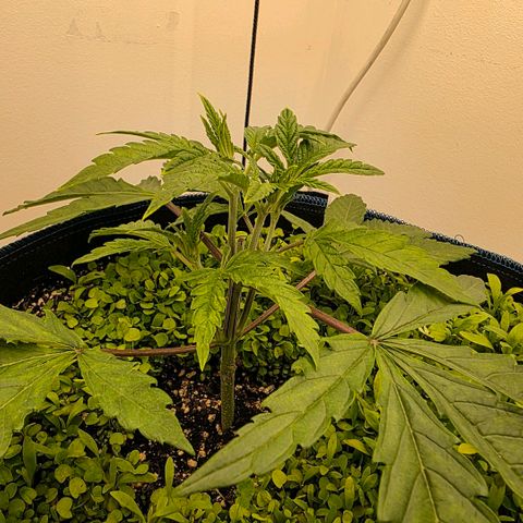 Planet of the Grapes RBX growlog timeline photo