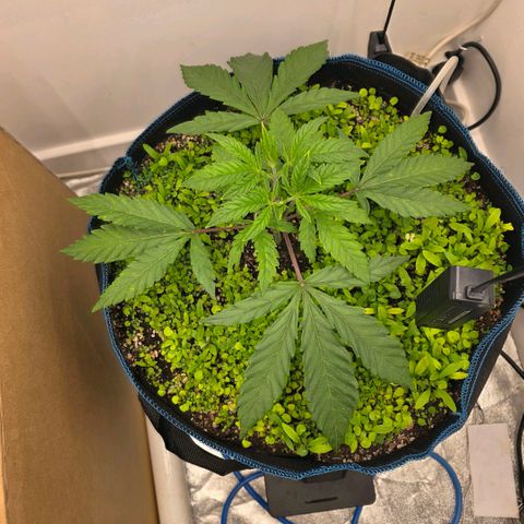 Planet of the Grapes RBX growlog timeline photo