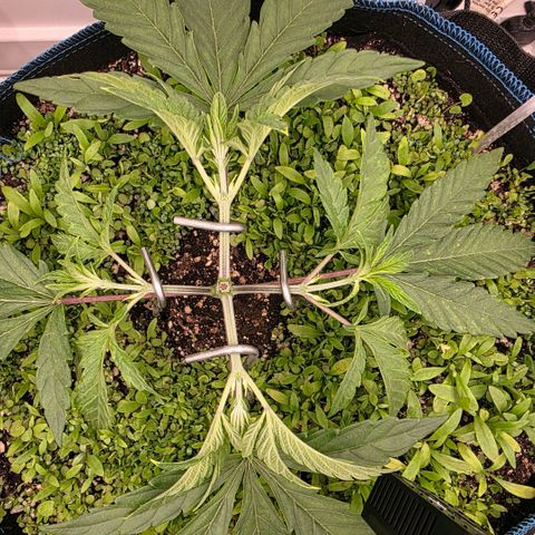 Planet of the Grapes RBX growlog photo: A few more days before topping to 8