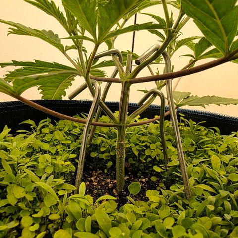 Planet of the Grapes RBX growlog photo: Really fast recovery from the tiny bit of lst 
