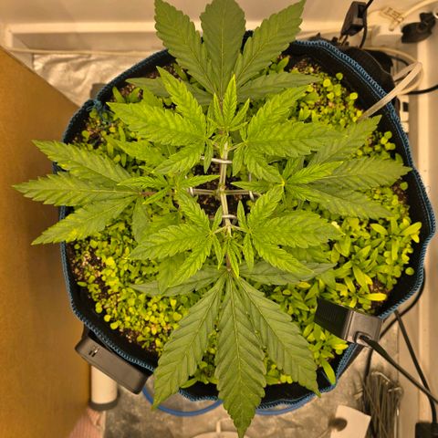 Planet of the Grapes RBX growlog photo: Really fast recovery from the tiny bit of lst 
