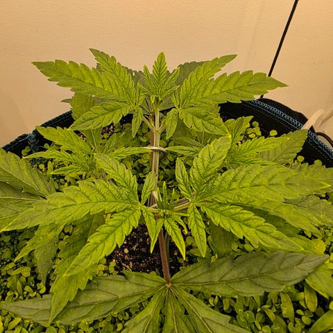 Planet of the Grapes RBX growlog photo: Really fast recovery from the tiny bit of lst 