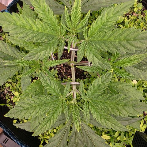 Planet of the Grapes RBX growlog photo: Really fast recovery from the tiny bit of lst 