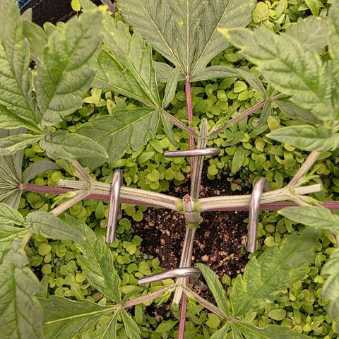 Planet of the Grapes RBX growlog photo: She's in turbo mode so I topped ✂️ and raised the light slightly while increasing the power to get to 480ppfd from 400ppfd. 

You cut of 1 head and 2 more shall take its place! 