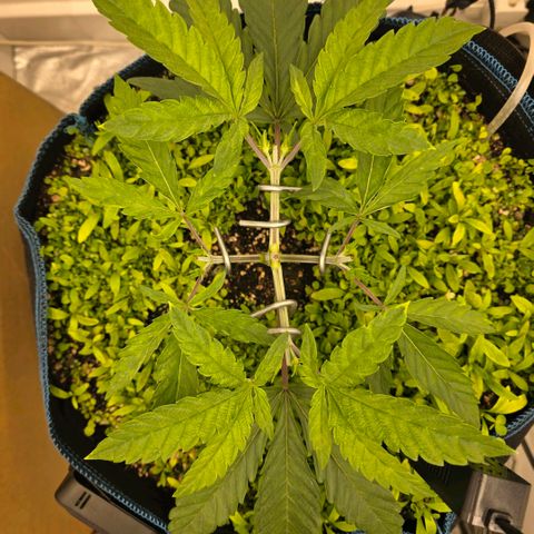 Planet of the Grapes RBX growlog photo: Barely even flinched after the topping ✂️ 