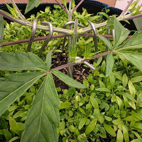 Planet of the Grapes RBX growlog photo: Barely even flinched after the topping ✂️ 