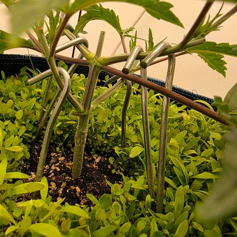 Planet of the Grapes RBX growlog photo: Barely even flinched after the topping ✂️ 