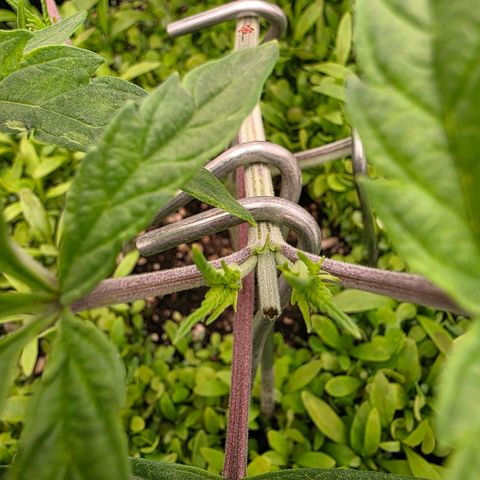 Planet of the Grapes RBX growlog photo: Barely even flinched after the topping ✂️ 
