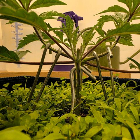Planet of the Grapes RBX growlog timeline photo