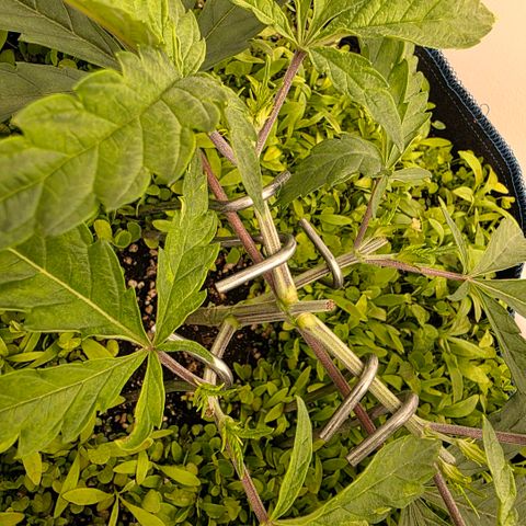 Planet of the Grapes RBX growlog photo: Barely even flinched after the topping ✂️ 