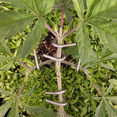 Planet of the Grapes RBX growlog photo: Barely even flinched after the topping ✂️ 