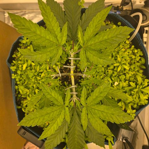 Planet of the Grapes RBX growlog timeline photo