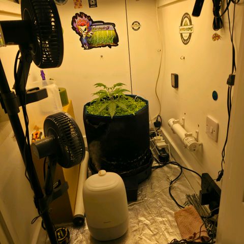 Planet of the Grapes RBX growlog photo: Autopot is activated 🙌 