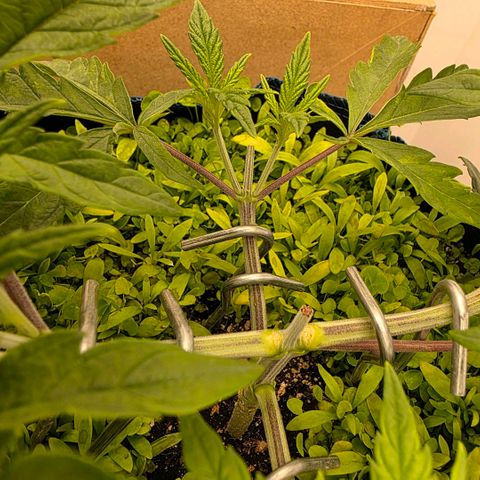 Planet of the Grapes RBX growlog timeline photo