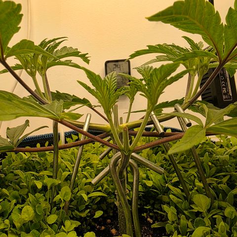 Planet of the Grapes RBX growlog timeline photo