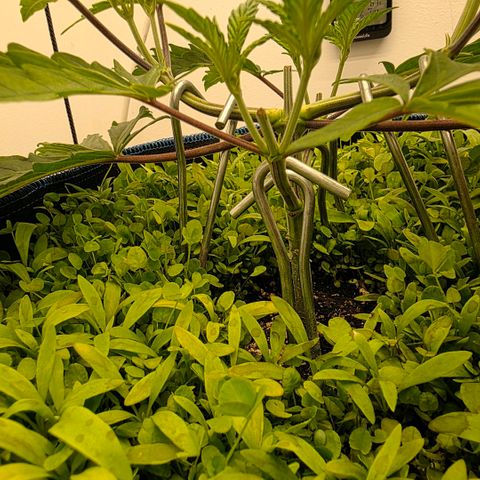 Planet of the Grapes RBX growlog timeline photo