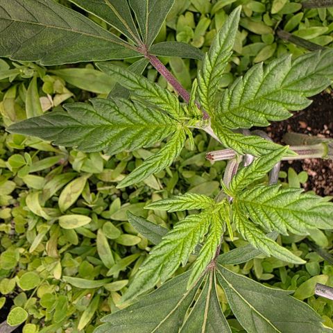 Planet of the Grapes RBX growlog timeline photo
