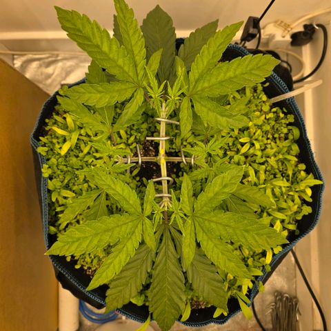 Planet of the Grapes RBX growlog timeline photo