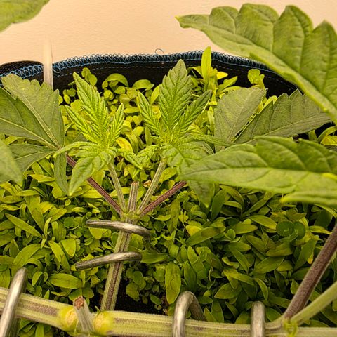 Planet of the Grapes RBX growlog timeline photo