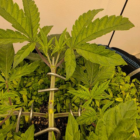 Planet of the Grapes RBX growlog timeline photo